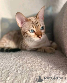 Photo №3. Adorable female bengal kitten. United States