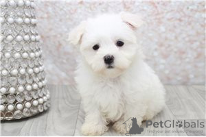 Photo №3. Cute Maltese puppies available for free adoption. Germany