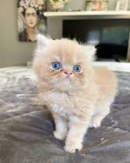 Photo №4. I will sell persian cat in the city of Brussels. private announcement, breeder - price - 599$
