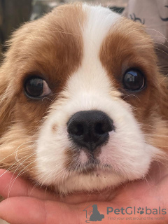 Photo №4. I will sell cavalier king charles spaniel in the city of Berlin. private announcement - price - 1585$