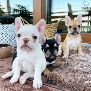Photo №2 to announcement № 167509 for the sale of french bulldog - buy in Denmark private announcement, breeder