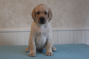 Photo №1. labrador retriever - for sale in the city of St. Petersburg | 779$ | Announcement № 3595