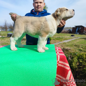 Additional photos: Central Asian shepherd dog Alabai Alabai SAO