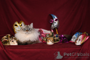 Photo №4. I will sell siberian cat in the city of Москва. from nursery - price - negotiated