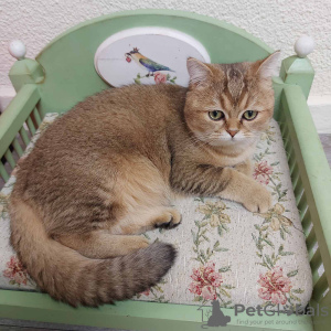 Photo №1. british shorthair - for sale in the city of Varna | 2008$ | Announcement № 80920