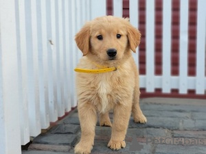 Photo №1. golden retriever - for sale in the city of Brussels | Is free | Announcement № 165745