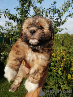 Photo №2 to announcement № 73049 for the sale of lhasa apso, shih tzu - buy in Estonia private announcement, from nursery, breeder