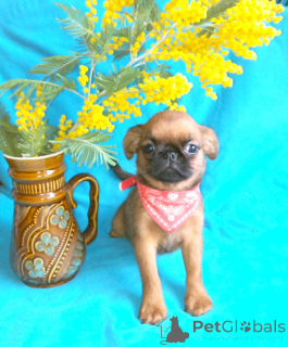 Photo №1. petit brabançon - for sale in the city of Moscow river | 668$ | Announcement № 165636