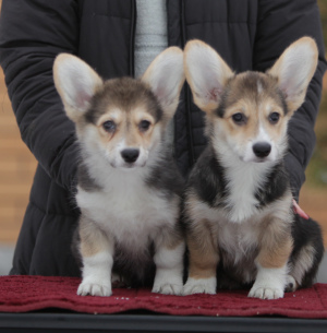 Photo №1. welsh corgi - for sale in the city of Москва | 762$ | Announcement № 5711