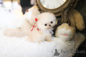 Photo №2 to announcement № 152698 for the sale of pomeranian - buy in United States breeder