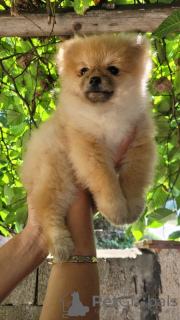 Photo №1. pomeranian - for sale in the city of Belgrade | negotiated | Announcement № 55793