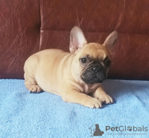 Additional photos: French bulldog puppies