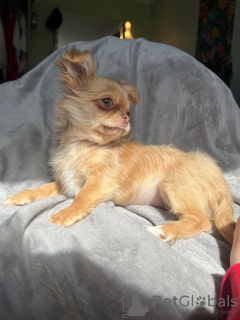 Photo №3. long haired chihuahua. United States