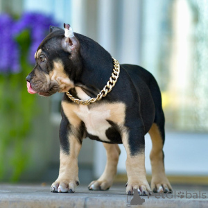 Photo №1. american bully - for sale in the city of Luxembourg | 1032$ | Announcement № 161568