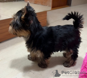 Photo №1. yorkshire terrier - for sale in the city of Budapest | Is free | Announcement № 120808