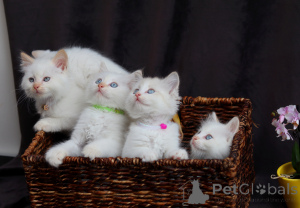 Photo №4. I will sell birman in the city of Geneva. from nursery - price - negotiated