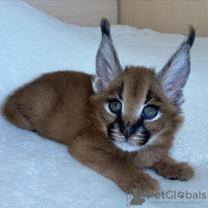Photo №2 to announcement № 99652 for the sale of caracal - buy in Switzerland private announcement, from nursery, from the shelter