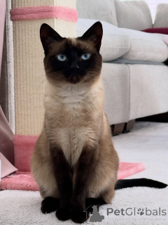 Photo №2 to announcement № 169109 for the sale of siamese cat - buy in Finland private announcement