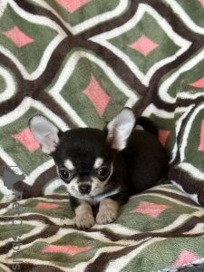 Photo №1. chihuahua - for sale in the city of Валенсия | 951$ | Announcement № 92859
