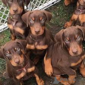 Photo №1. dobermann - for sale in the city of Vienna | 1032$ | Announcement № 165431