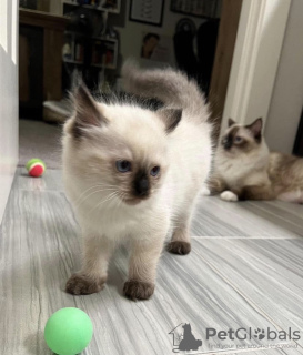 Photo №1. ragdoll - for sale in the city of Indianapolis | 300$ | Announcement № 55581