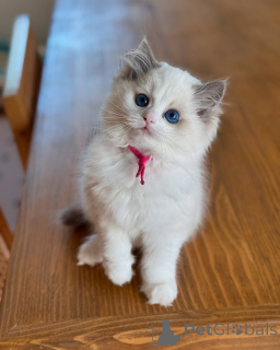 Photo №1. ragdoll - for sale in the city of Dalarö | negotiated | Announcement № 156524