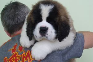 Photo №2 to announcement № 4902 for the sale of st. bernard - buy in Russian Federation 