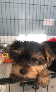 Photo №1.  - for sale in the city of Alicante | Is free | Announcement № 144937