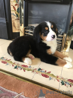 Photo №3. Cute Bernese Mountain puppies for free adoption. Germany