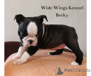 Photo №2 to announcement № 139102 for the sale of boston terrier - buy in Hungary breeder
