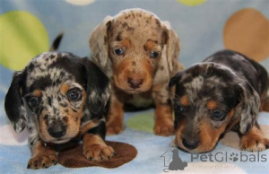 Photo №2 to announcement № 135481 for the sale of dachshund - buy in United States breeder