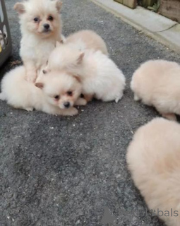 Photo №2 to announcement № 175473 for the sale of pomeranian - buy in Germany private announcement