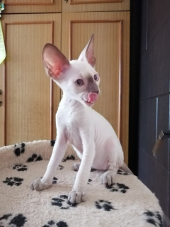 Photo №2 to announcement № 6571 for the sale of cornish rex - buy in Russian Federation private announcement, from nursery, breeder