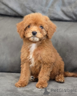 Photo №1. poodle (toy) - for sale in the city of London Borough of Camden | 361$ | Announcement № 155340