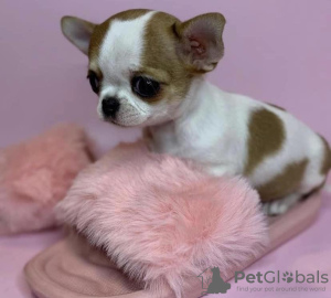 Photo №1. chihuahua - for sale in the city of Sorrento | 300$ | Announcement № 53079