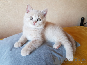 Photo №1. british shorthair - for sale in the city of Роттердам | 426$ | Announcement № 13826