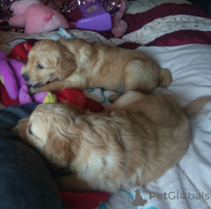 Photo №4. I will sell golden retriever in the city of Extreme. private announcement, breeder - price - 723$
