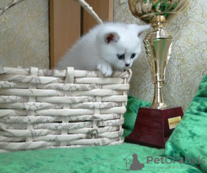 Photo №1. british shorthair - for sale in the city of Brest | 350$ | Announcement № 9068