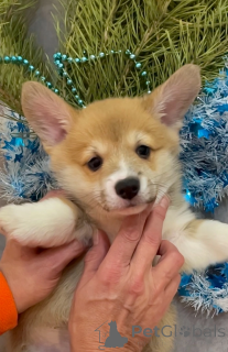 Photo №2 to announcement № 142479 for the sale of non-pedigree dogs - buy in Russian Federation from nursery, breeder