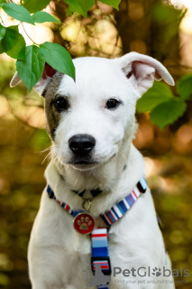 Additional photos: Beautiful Dart puppy in good hands.