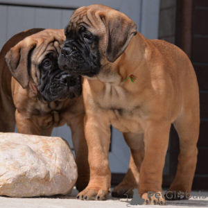 Photo №1. bullmastiff - for sale in the city of Linköping | negotiated | Announcement № 169786