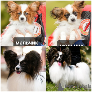 Photo №1. papillon dog - for sale in the city of Гродна | 1000$ | Announcement № 43378