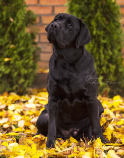 Photo №1. labrador retriever - for sale in the city of Vinnitsa | negotiated | Announcement № 3680