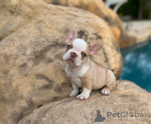 Photo №2 to announcement № 51131 for the sale of french bulldog - buy in Finland private announcement