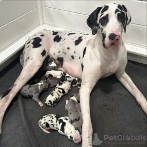 Photo №1. great dane - for sale in the city of Texas City | 700$ | Announcement № 104270