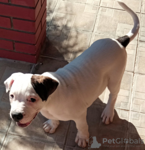 Photo №2 to announcement № 15575 for the sale of american bulldog - buy in Russian Federation from nursery