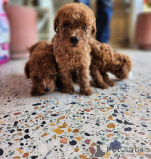 Photo №1. poodle (toy) - for sale in the city of Berlin | Is free | Announcement № 98321
