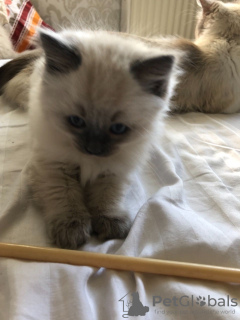 Additional photos: Healthy Ragdoll kittens around you