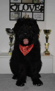 Photo №2 to announcement № 116824 for the sale of black russian terrier - buy in Serbia 