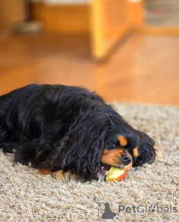 Photo №2 to announcement № 155579 for the sale of cavalier king charles spaniel - buy in Finland private announcement